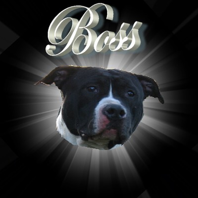Boss dog squal (Sans Affixe)