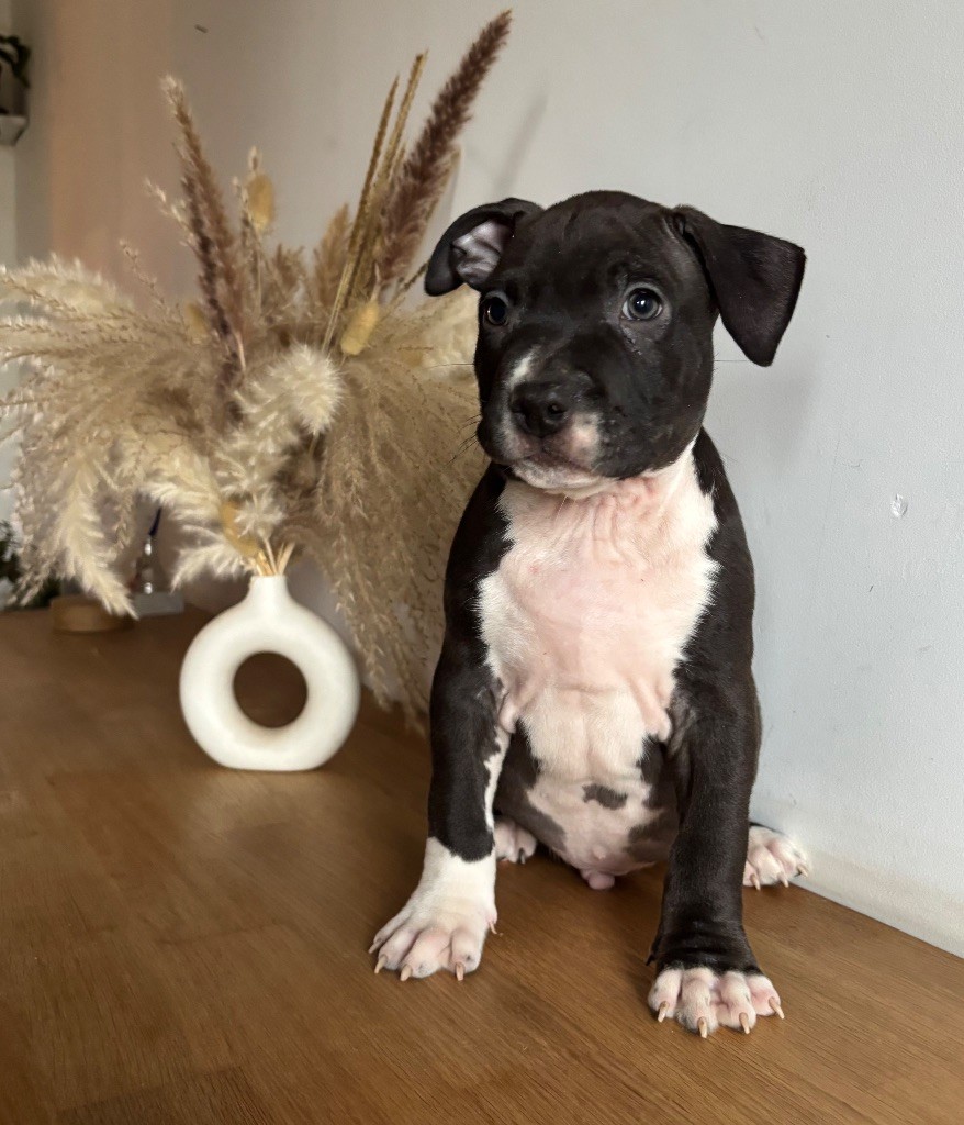 de Angel's of Carmine - Chiot disponible  - American Staffordshire Terrier