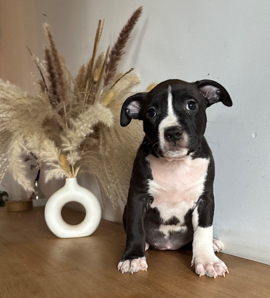 de Angel's of Carmine - Chiot disponible  - American Staffordshire Terrier