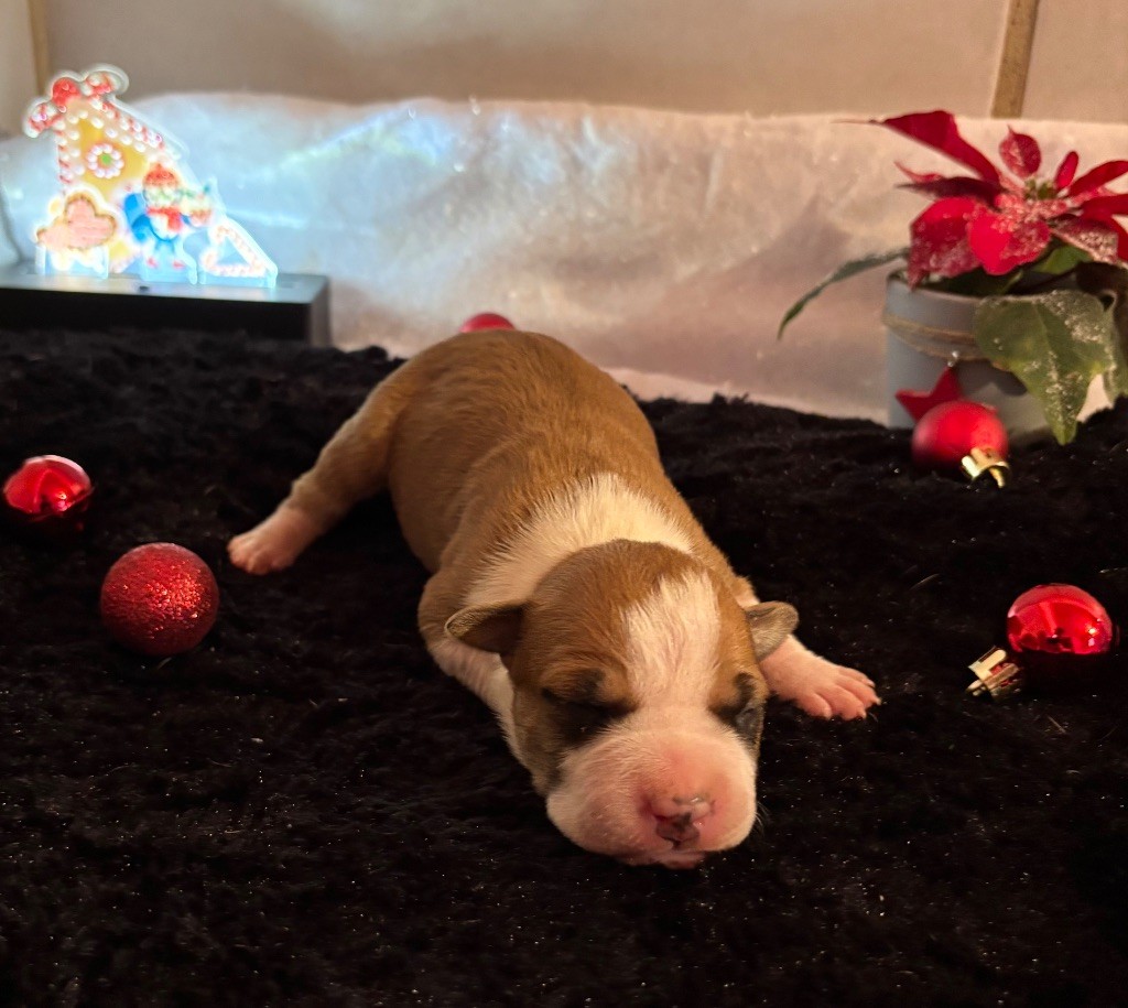 de Angel's of Carmine - Chiot disponible  - American Staffordshire Terrier