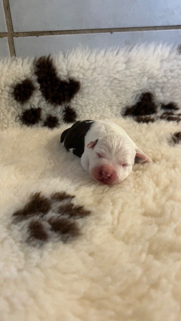 de Angel's of Carmine - Chiot disponible  - American Staffordshire Terrier