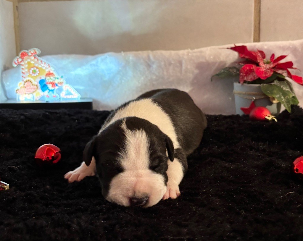 de Angel's of Carmine - Chiot disponible  - American Staffordshire Terrier