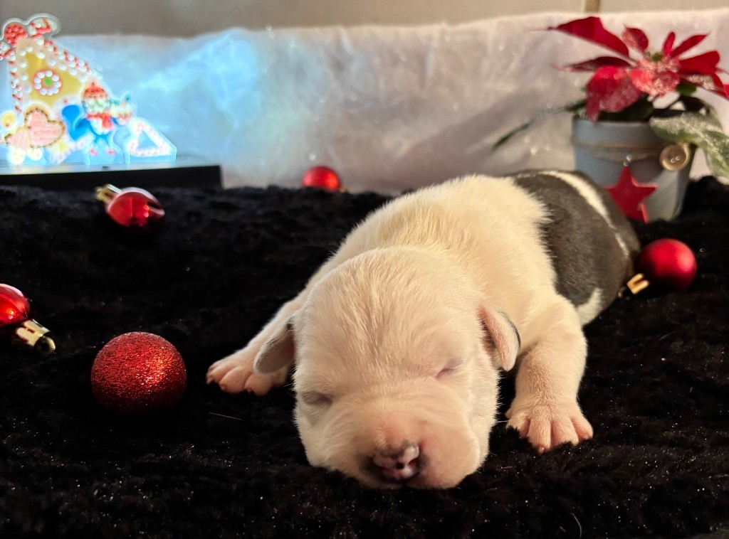 de Angel's of Carmine - Chiot disponible  - American Staffordshire Terrier