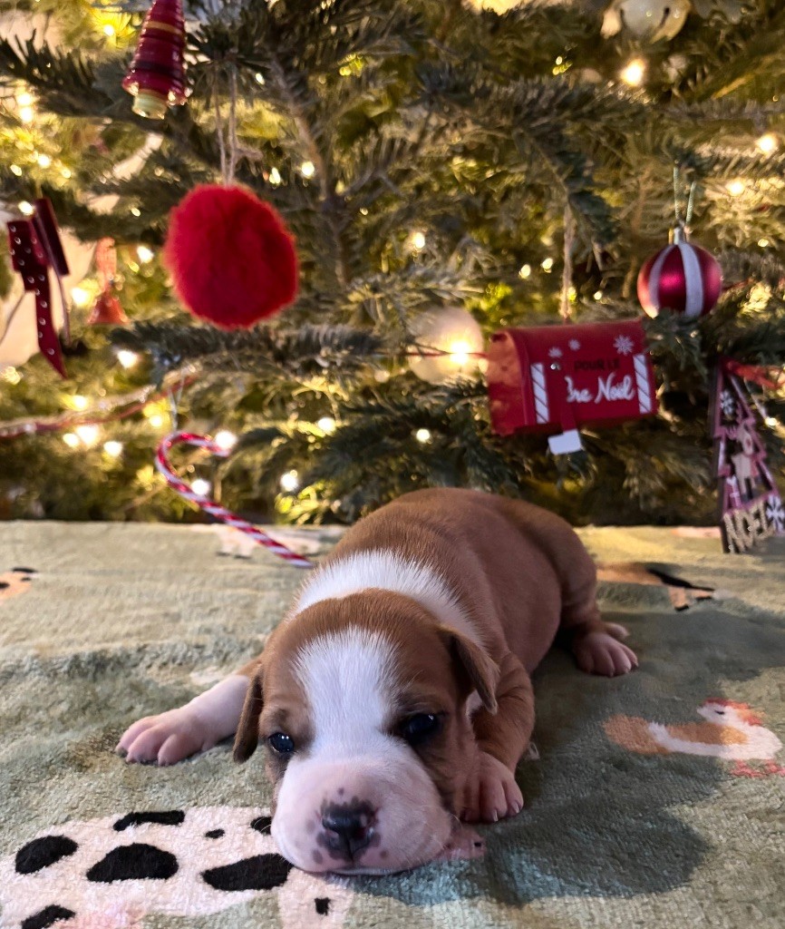 de Angel's of Carmine - Chiot disponible  - American Staffordshire Terrier