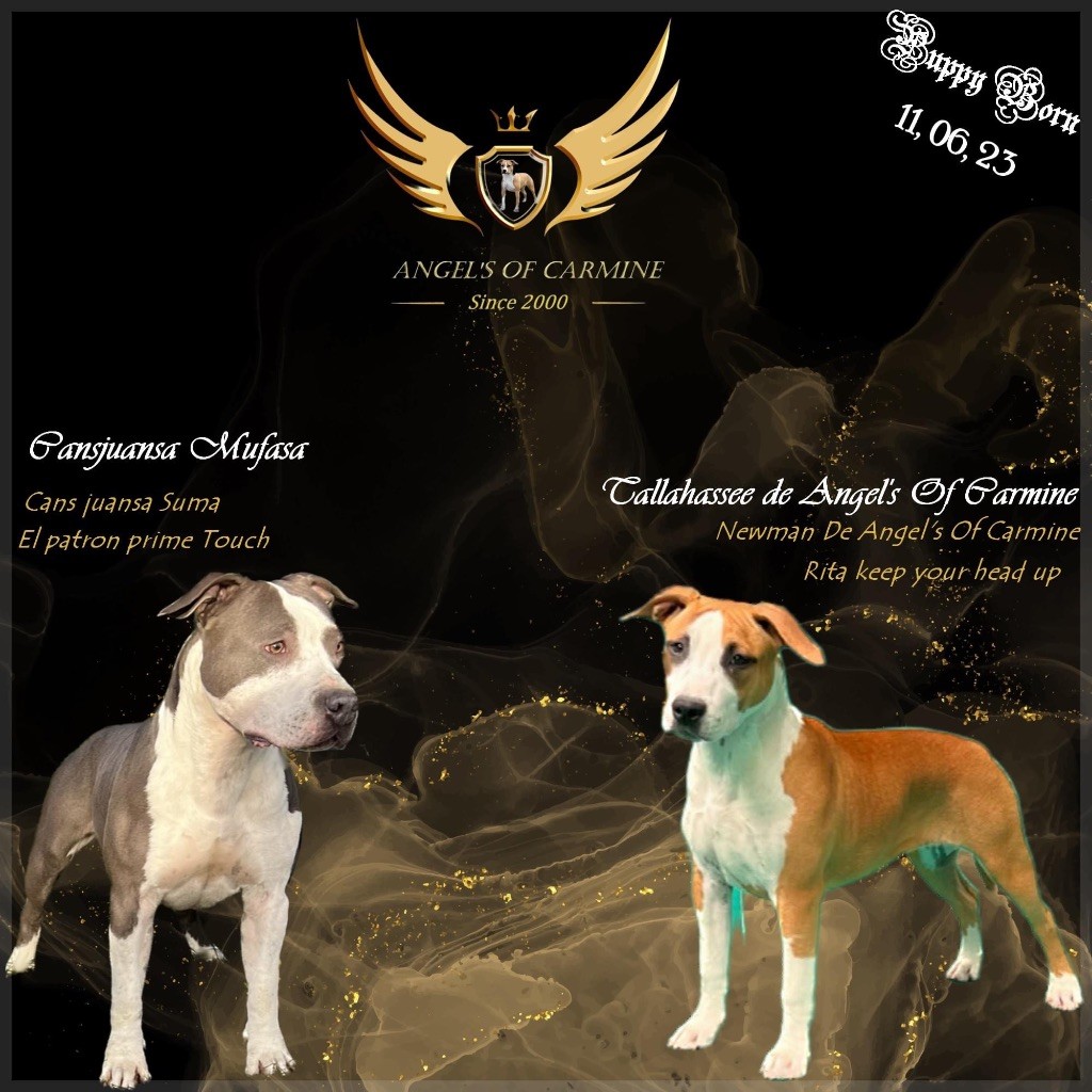 chiot American Staffordshire Terrier de Angel's of Carmine