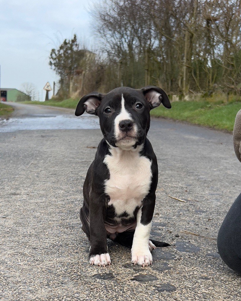 de Angel's of Carmine - Chiot disponible  - American Staffordshire Terrier