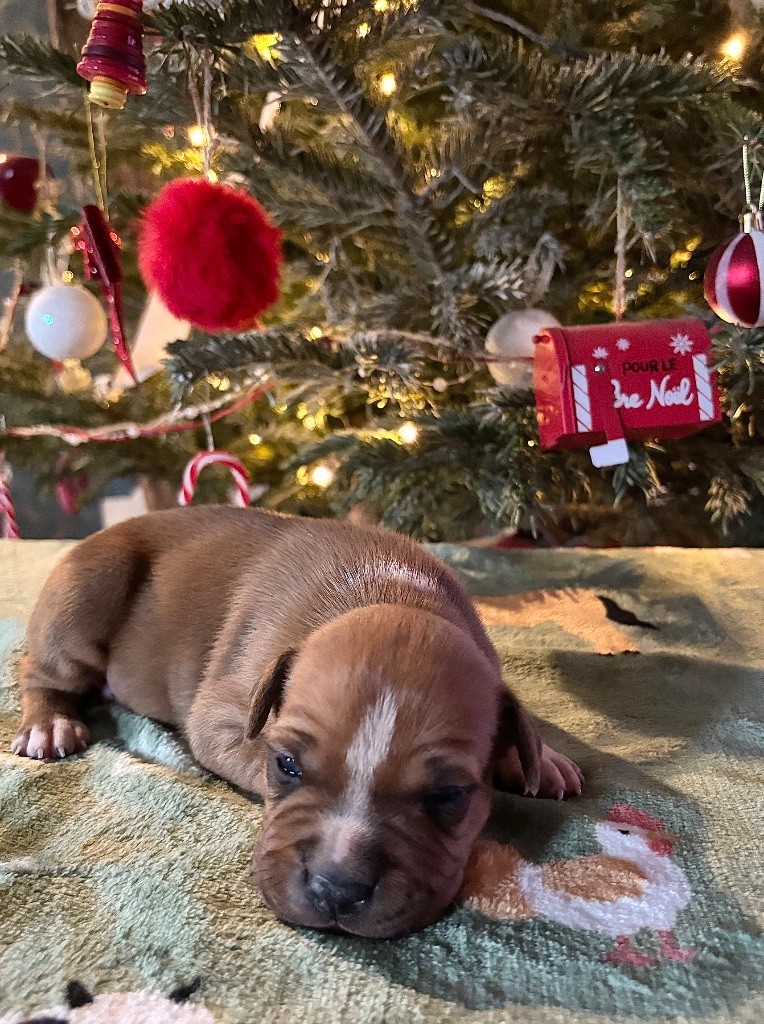 de Angel's of Carmine - Chiot disponible  - American Staffordshire Terrier