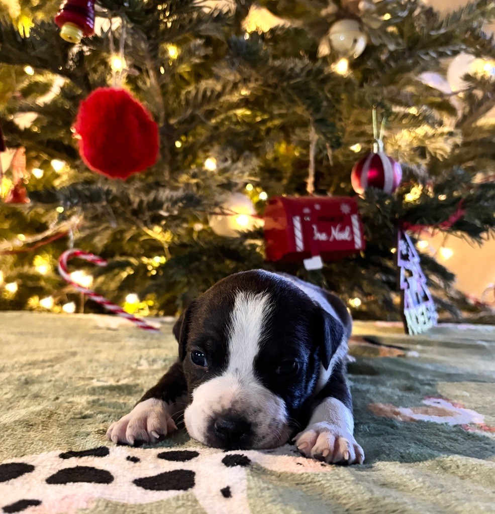 de Angel's of Carmine - Chiot disponible  - American Staffordshire Terrier