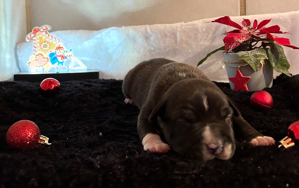 de Angel's of Carmine - Chiot disponible  - American Staffordshire Terrier