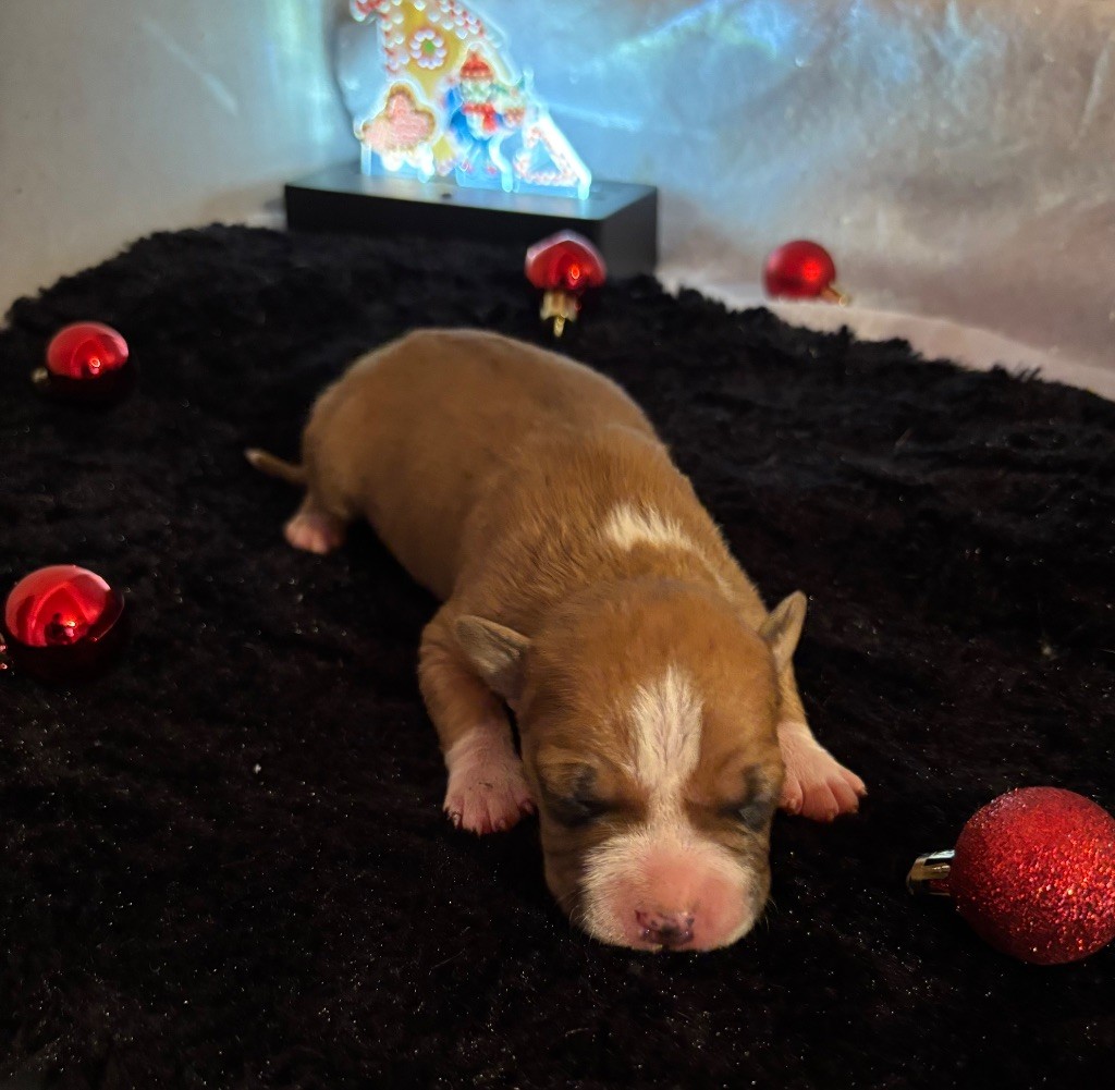 de Angel's of Carmine - Chiot disponible  - American Staffordshire Terrier