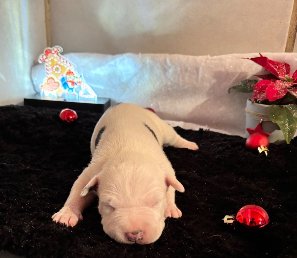 de Angel's of Carmine - Chiot disponible  - American Staffordshire Terrier