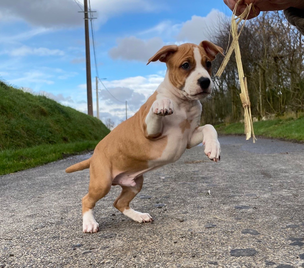 de Angel's of Carmine - Chiot disponible  - American Staffordshire Terrier