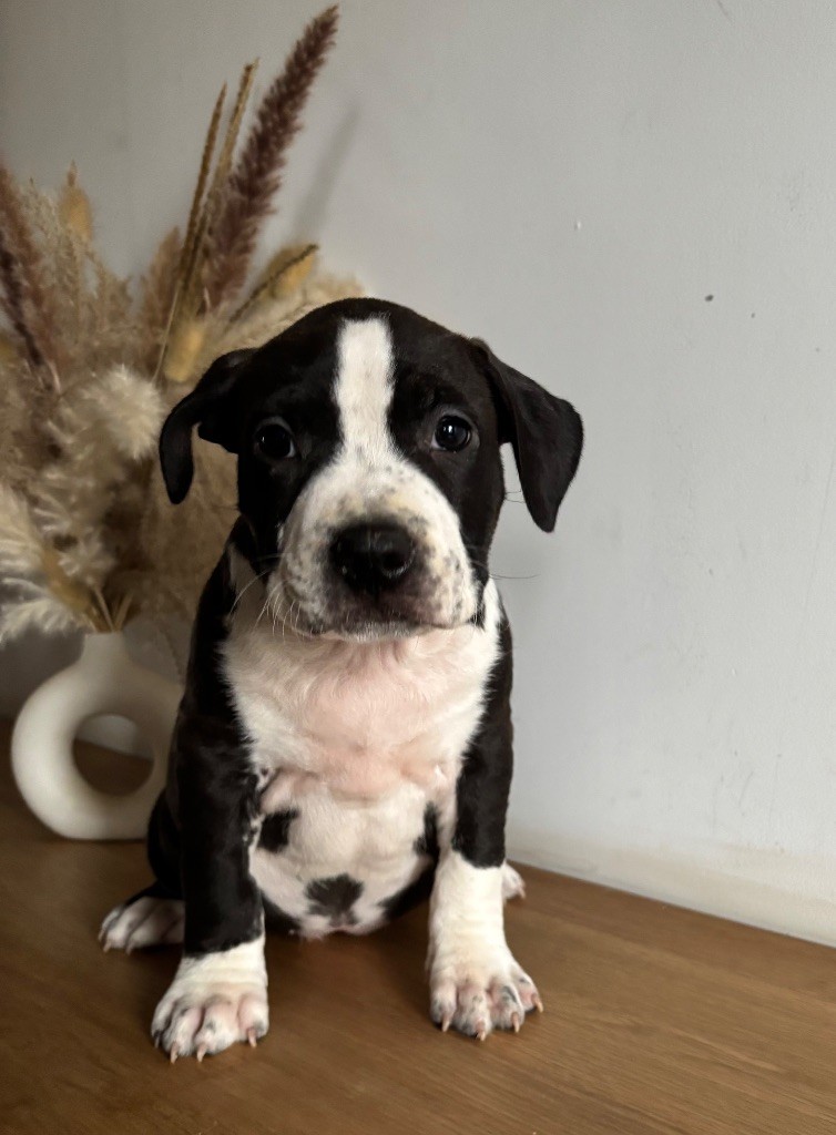 de Angel's of Carmine - Chiot disponible  - American Staffordshire Terrier