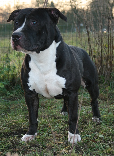 Boss dog squal (Sans Affixe)