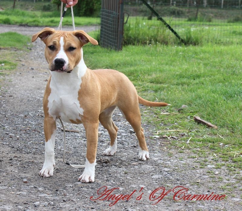 Ilvy aka miss de Angel's of Carmine