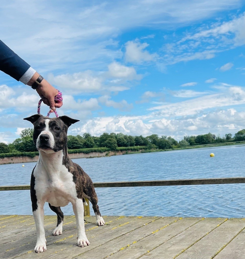 Int.j.ch.the princess shelby de Angel's of Carmine