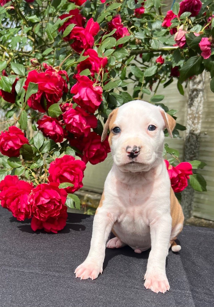 de Angel's of Carmine - Chiots disponibles - American Staffordshire Terrier