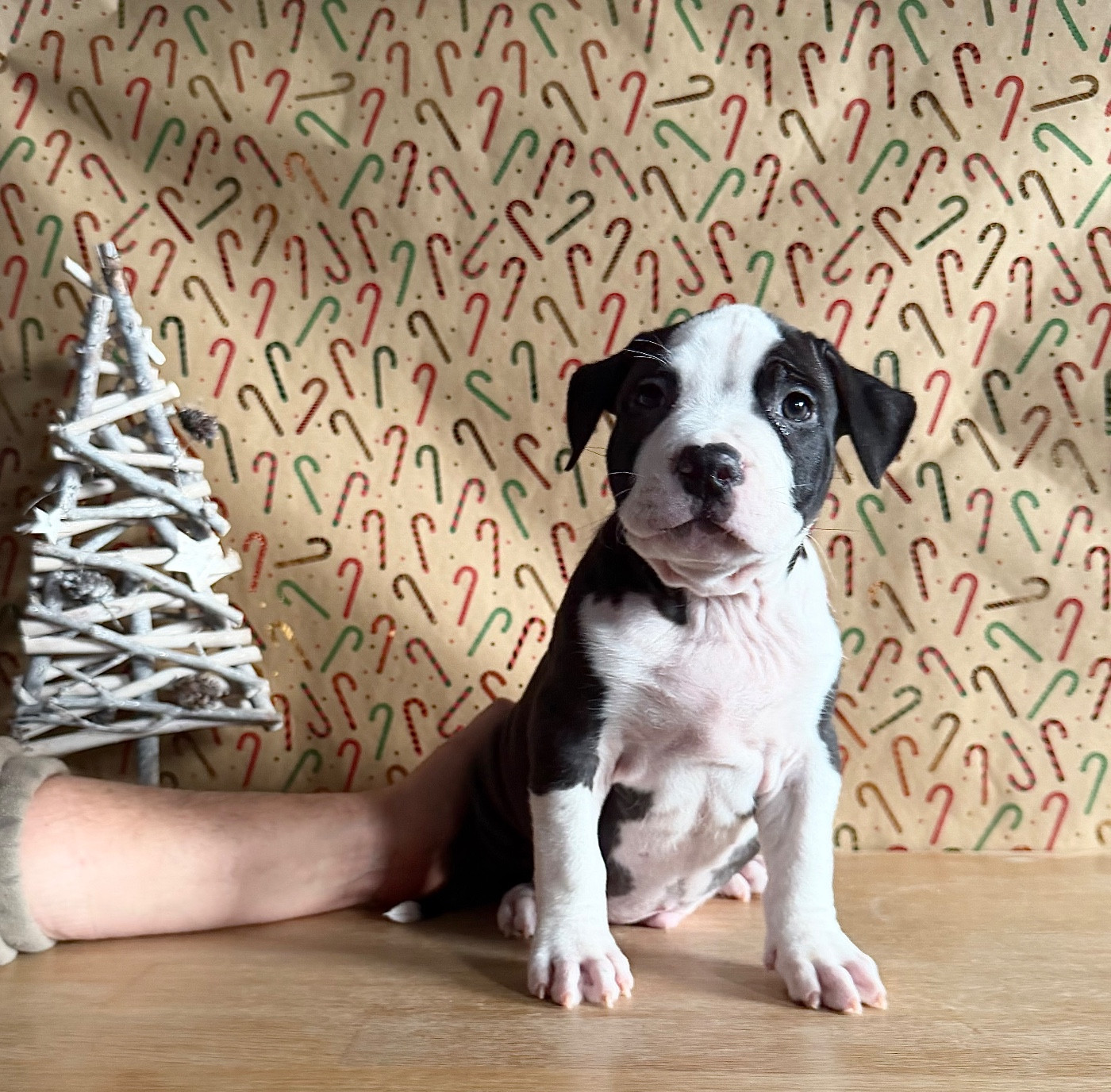 de Angel's of Carmine - Chiots disponibles - American Staffordshire Terrier