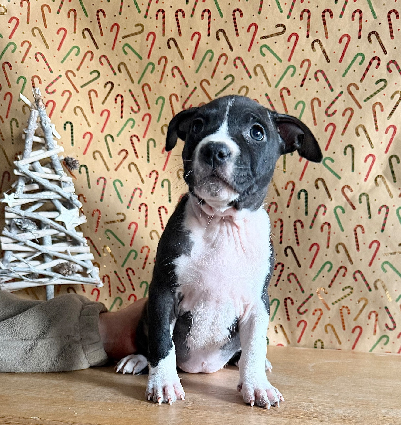 de Angel's of Carmine - Chiots disponibles - American Staffordshire Terrier