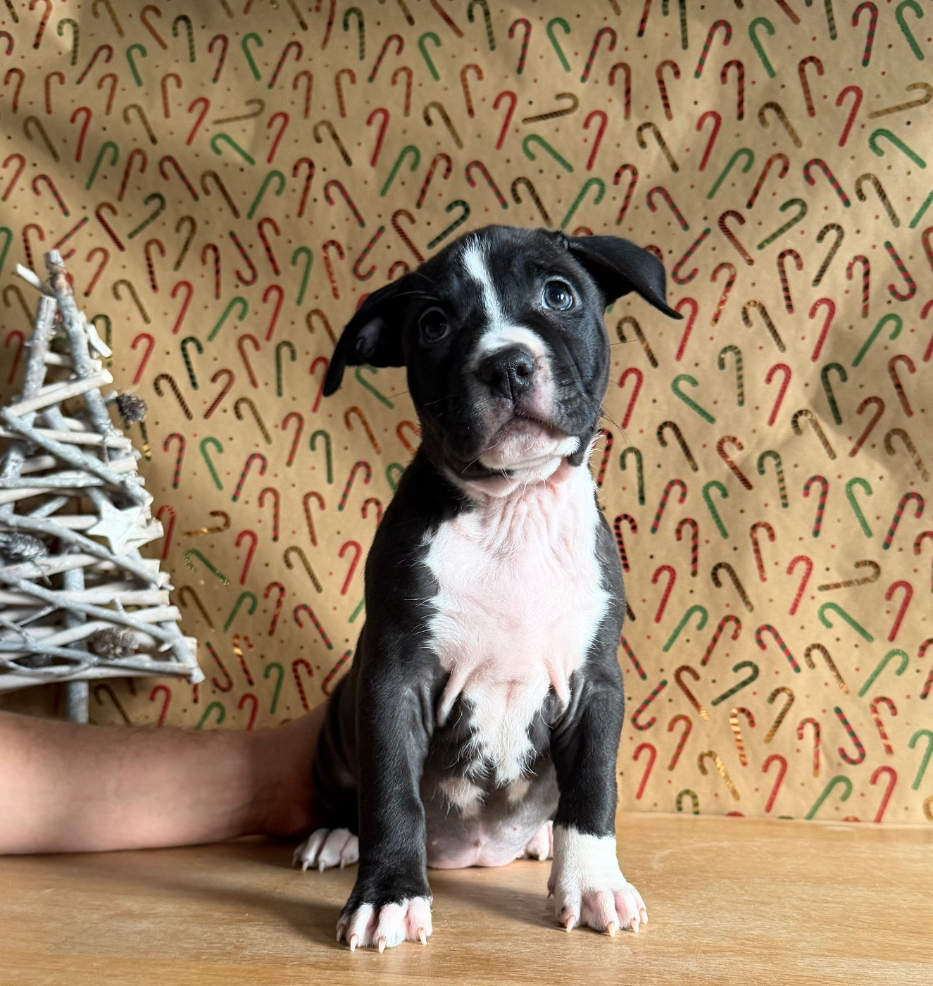 de Angel's of Carmine - Chiots disponibles - American Staffordshire Terrier