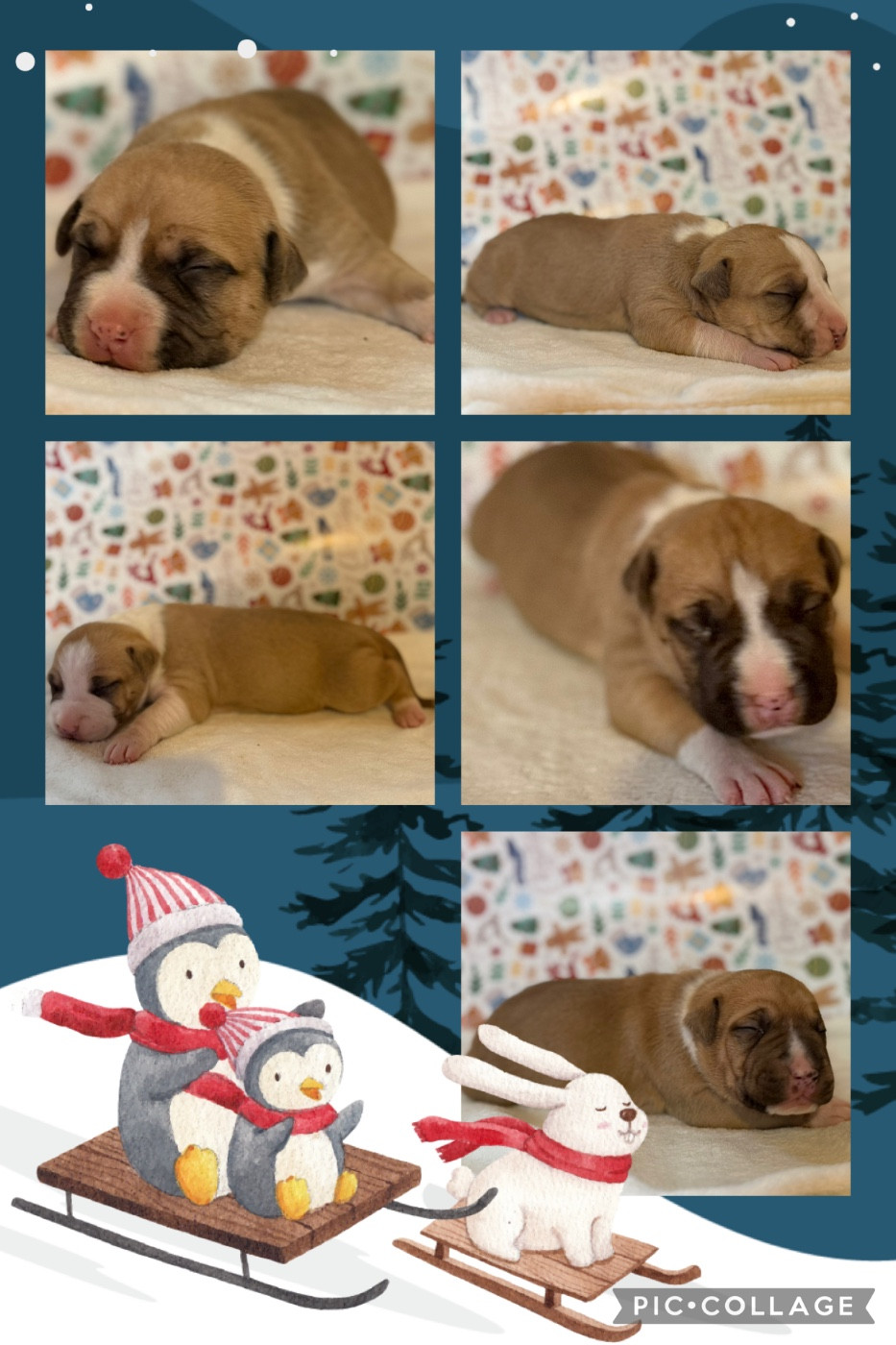 Chiot American Staffordshire Terrier de Angel's of Carmine