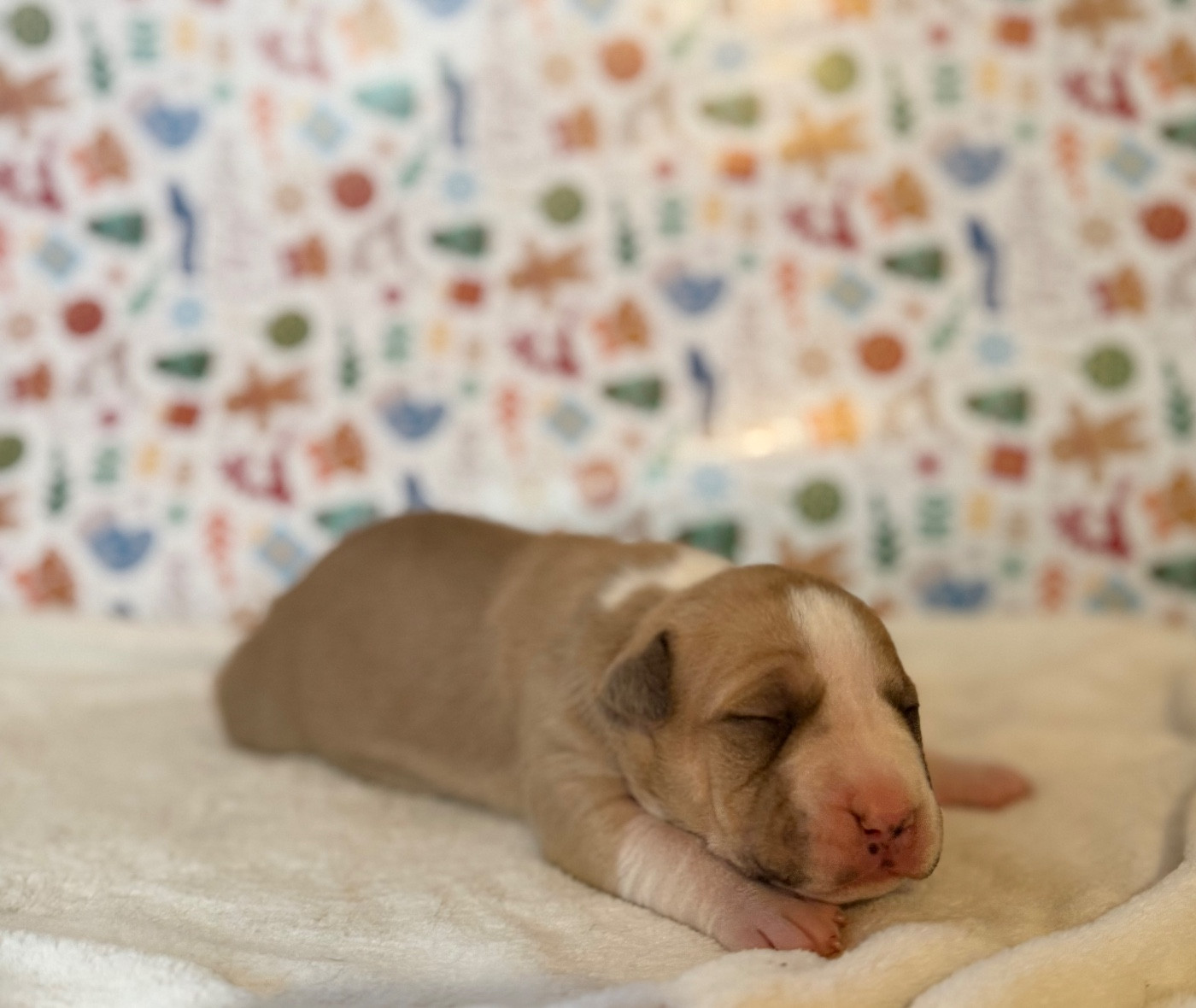 de Angel's of Carmine - Chiots disponibles - American Staffordshire Terrier