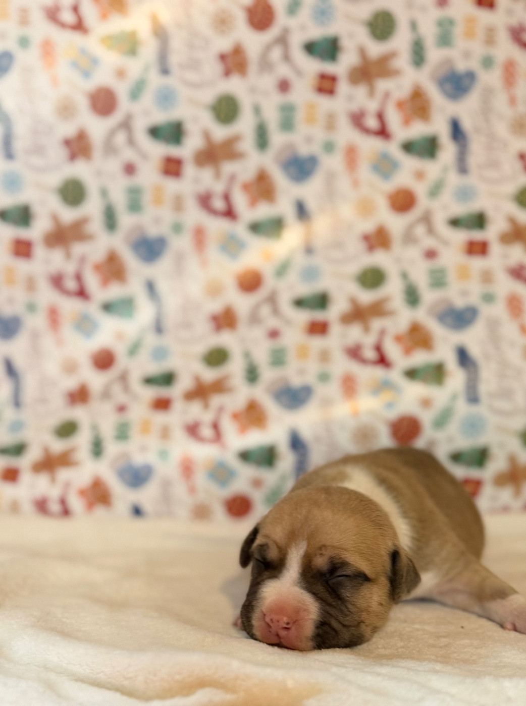 de Angel's of Carmine - Chiots disponibles - American Staffordshire Terrier