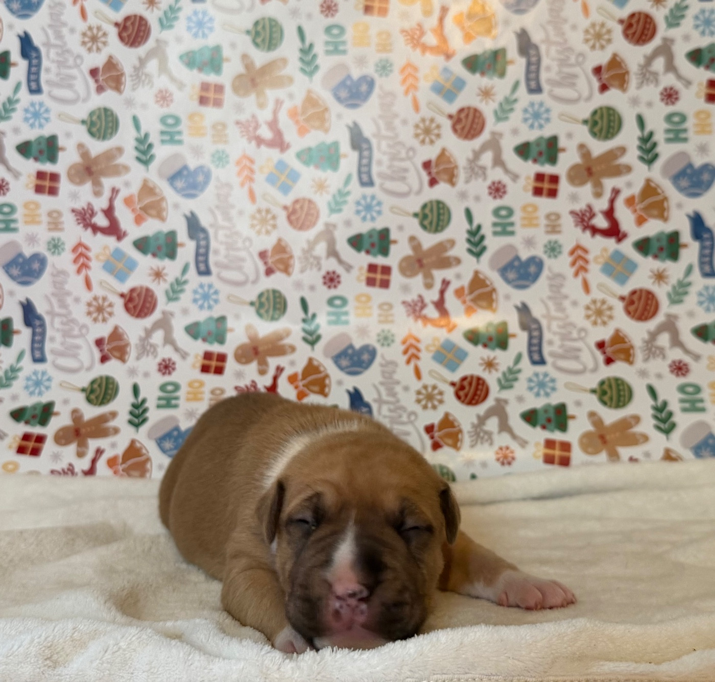 de Angel's of Carmine - Chiots disponibles - American Staffordshire Terrier