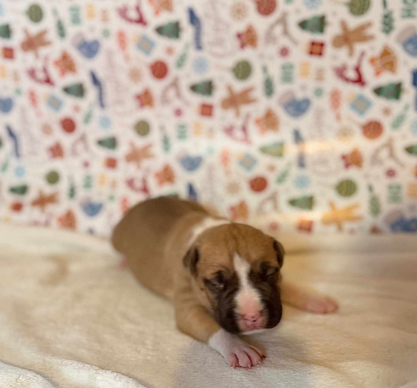 de Angel's of Carmine - Chiots disponibles - American Staffordshire Terrier