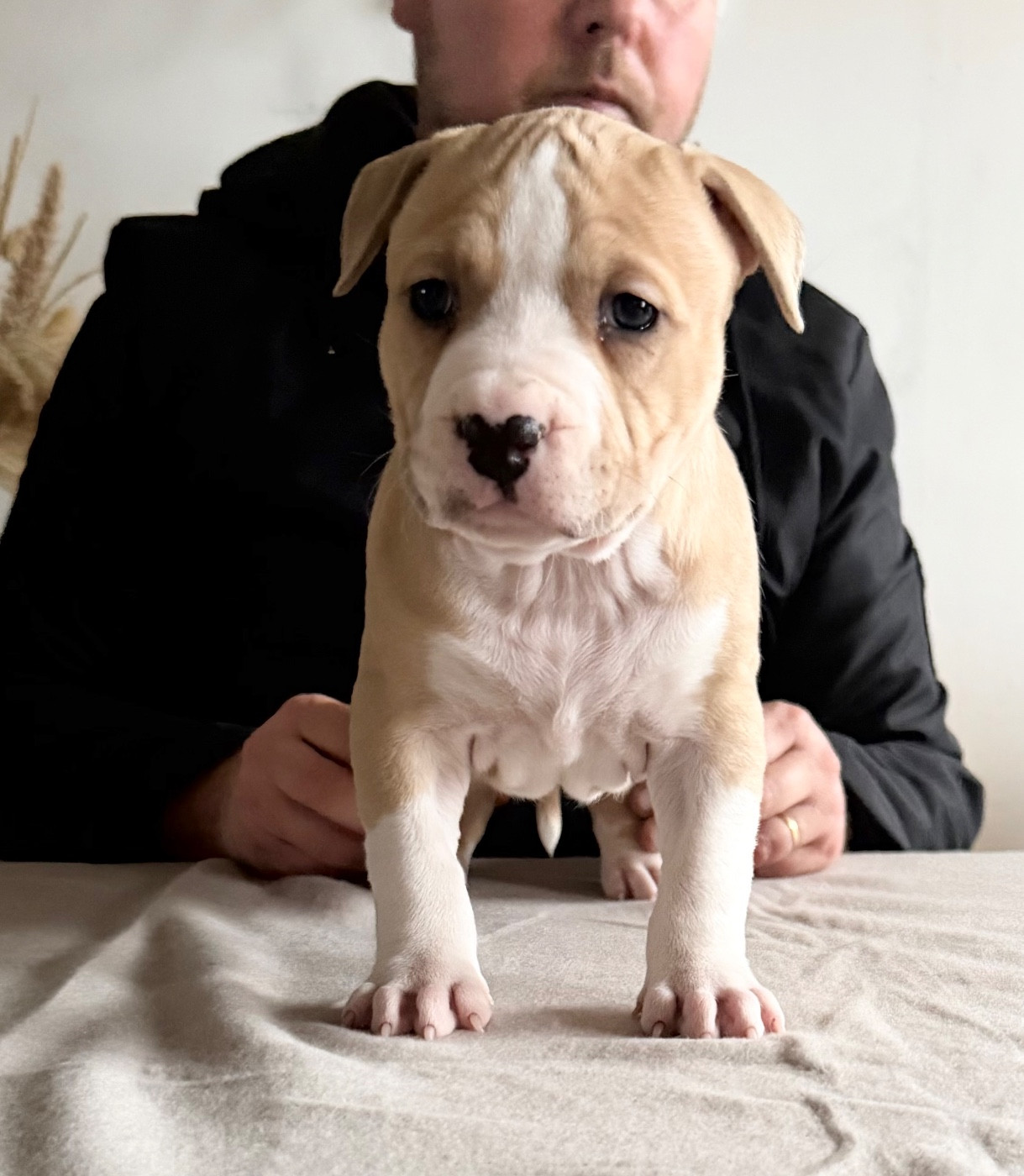de Angel's of Carmine - Chiots disponibles - American Staffordshire Terrier