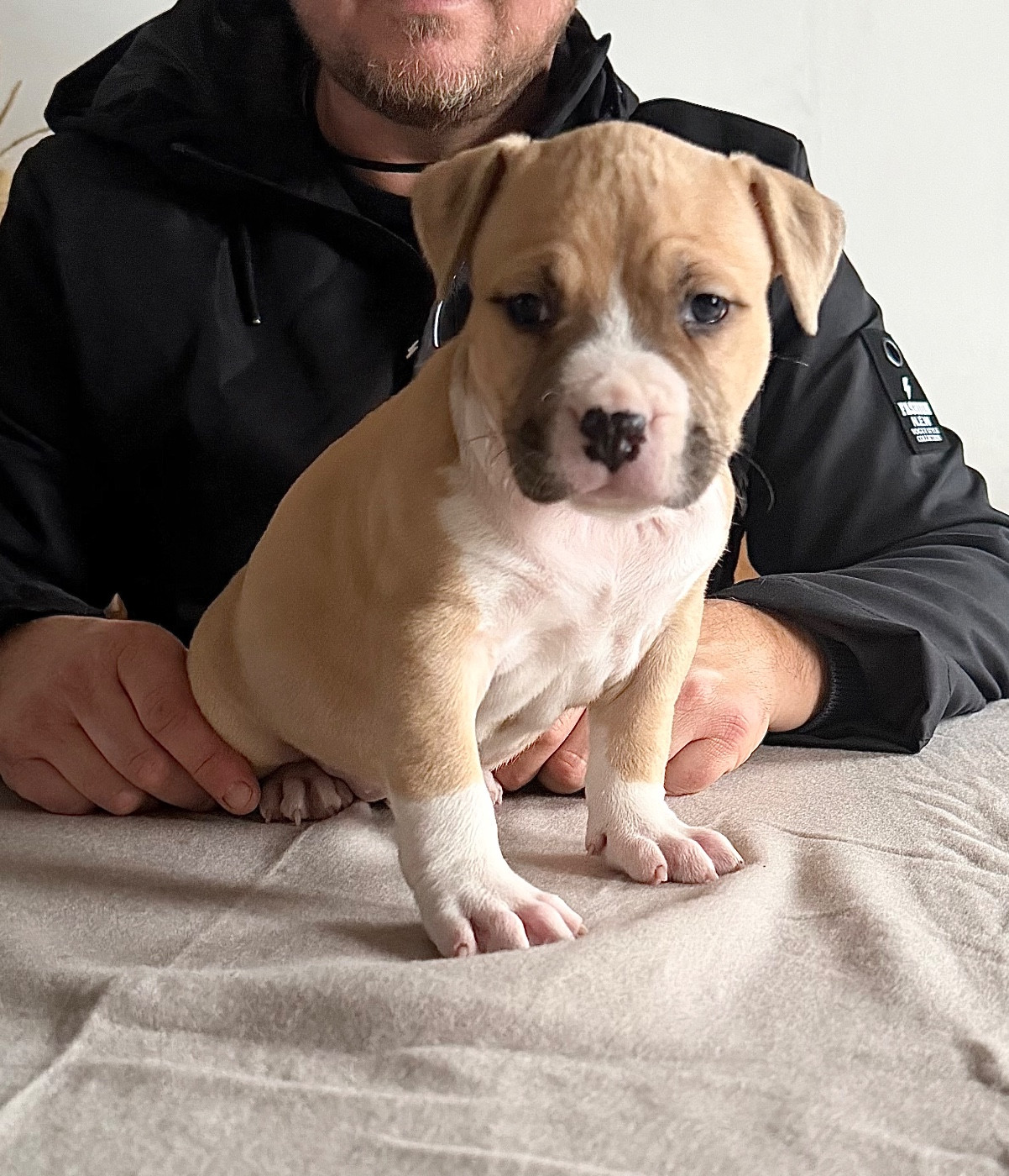 de Angel's of Carmine - Chiots disponibles - American Staffordshire Terrier