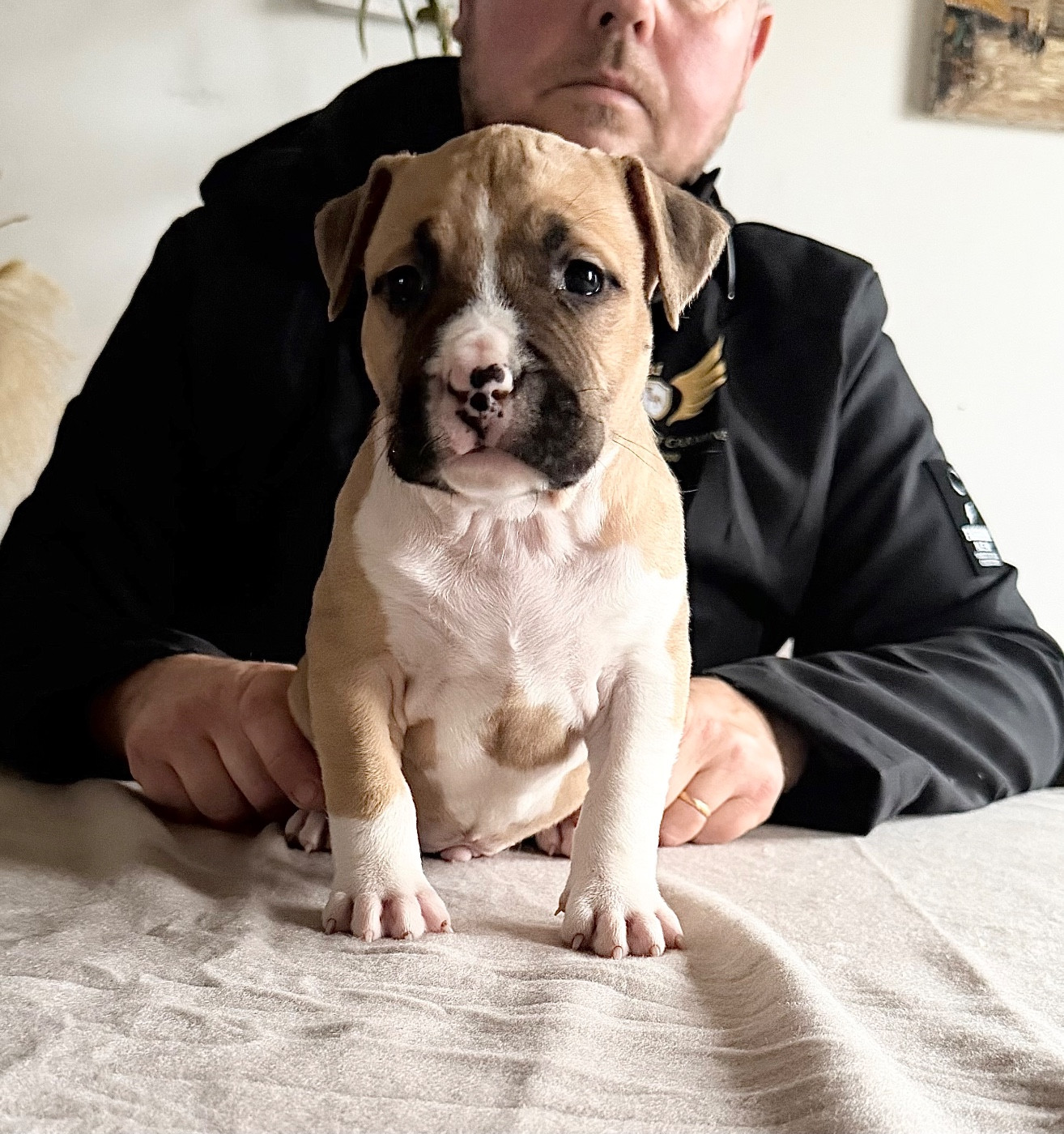 de Angel's of Carmine - Chiots disponibles - American Staffordshire Terrier