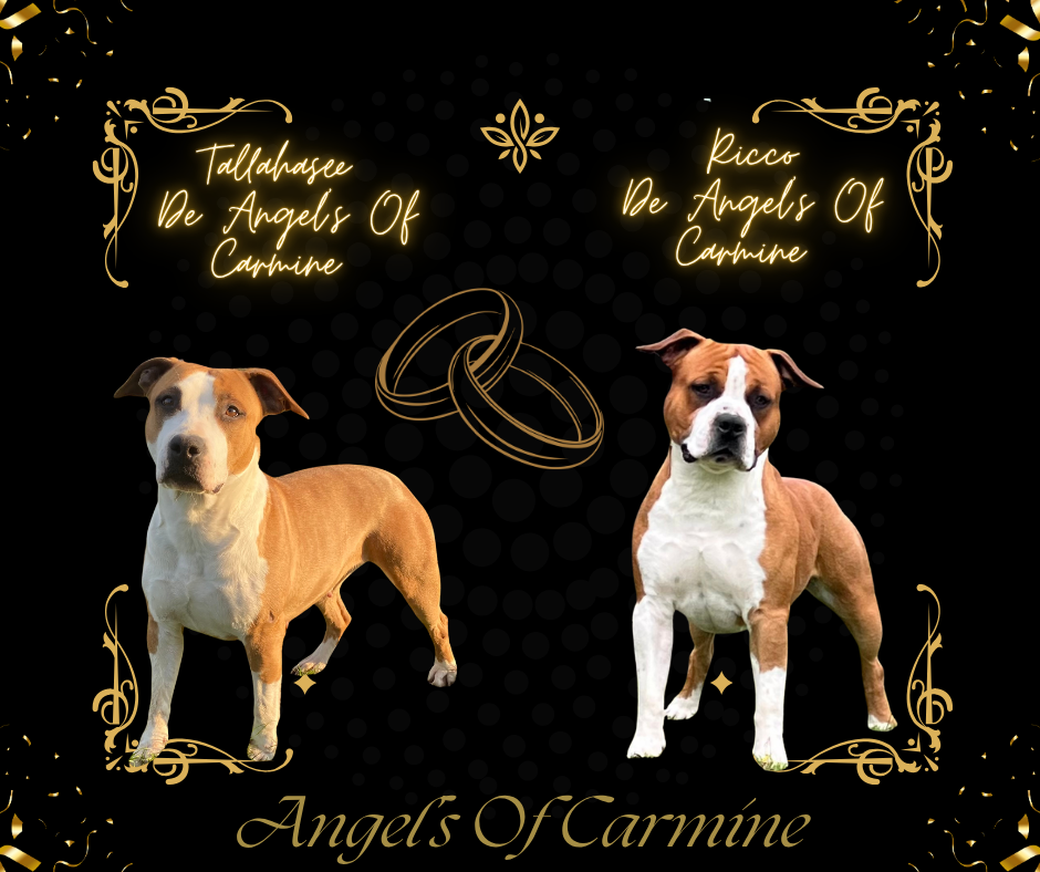 Chiot American Staffordshire Terrier de Angel's of Carmine