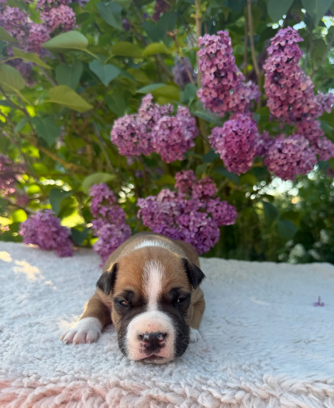 de Angel's of Carmine - Chiots disponibles - American Staffordshire Terrier