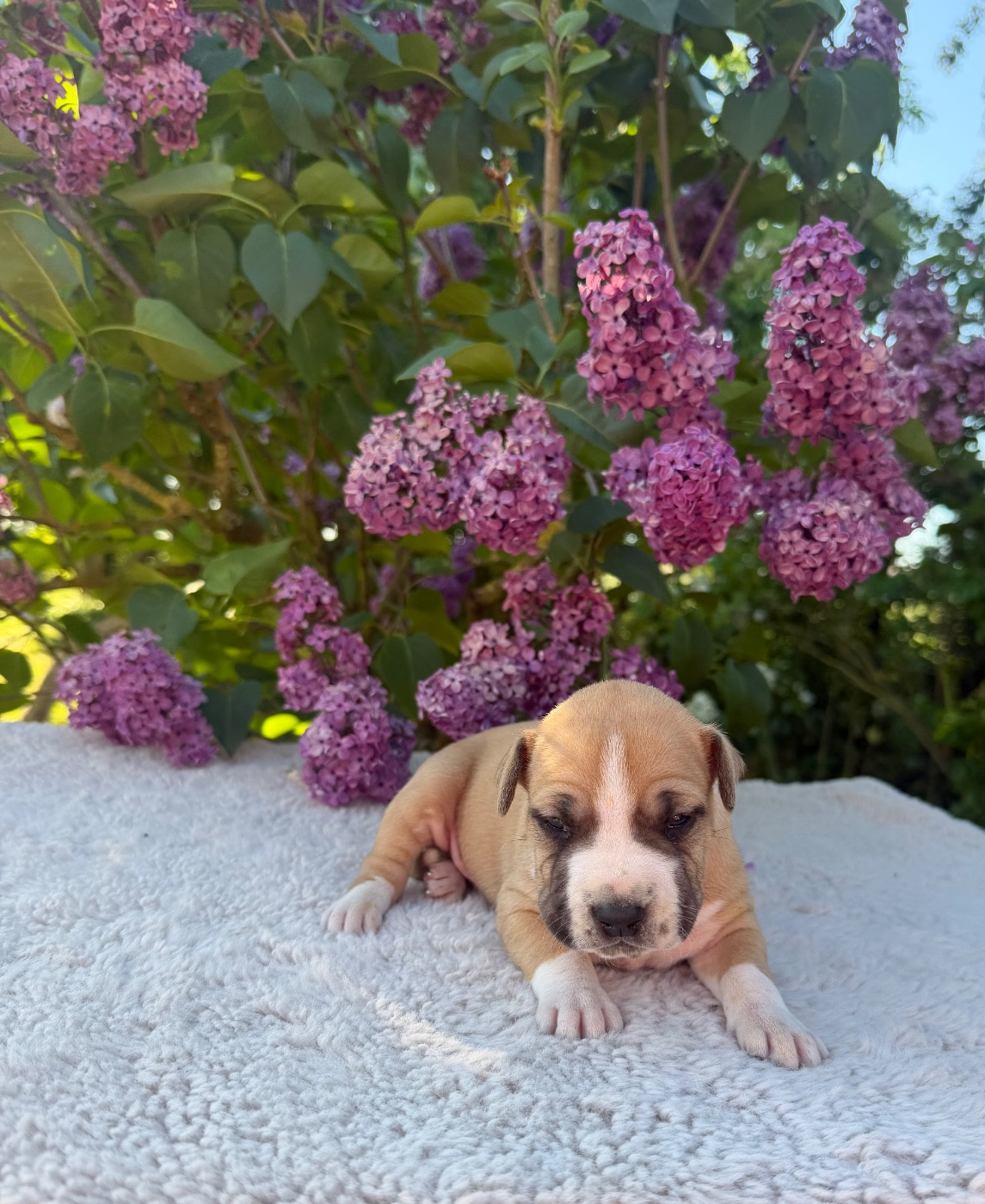 de Angel's of Carmine - Chiots disponibles - American Staffordshire Terrier