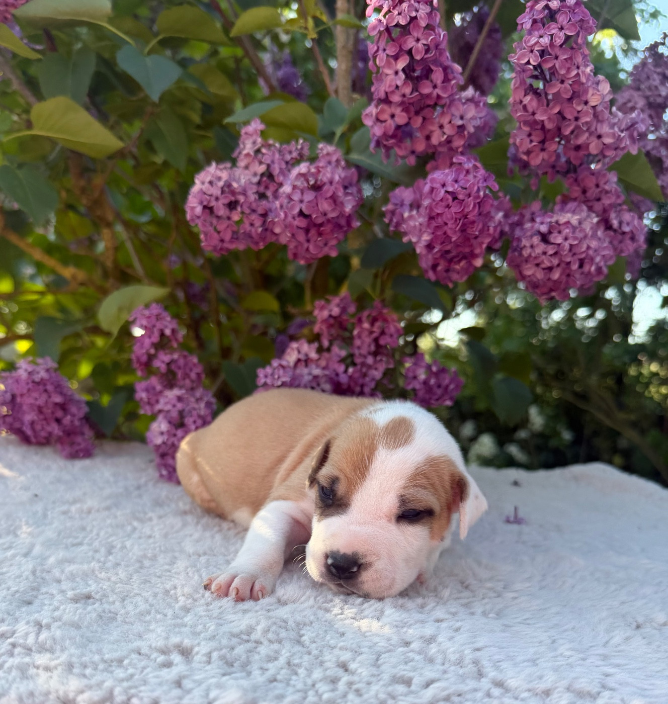 de Angel's of Carmine - Chiots disponibles - American Staffordshire Terrier