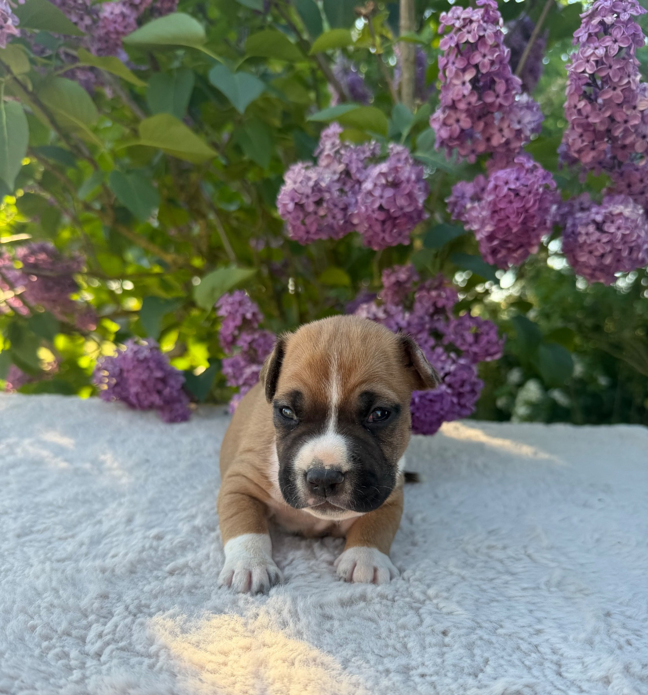 de Angel's of Carmine - Chiots disponibles - American Staffordshire Terrier