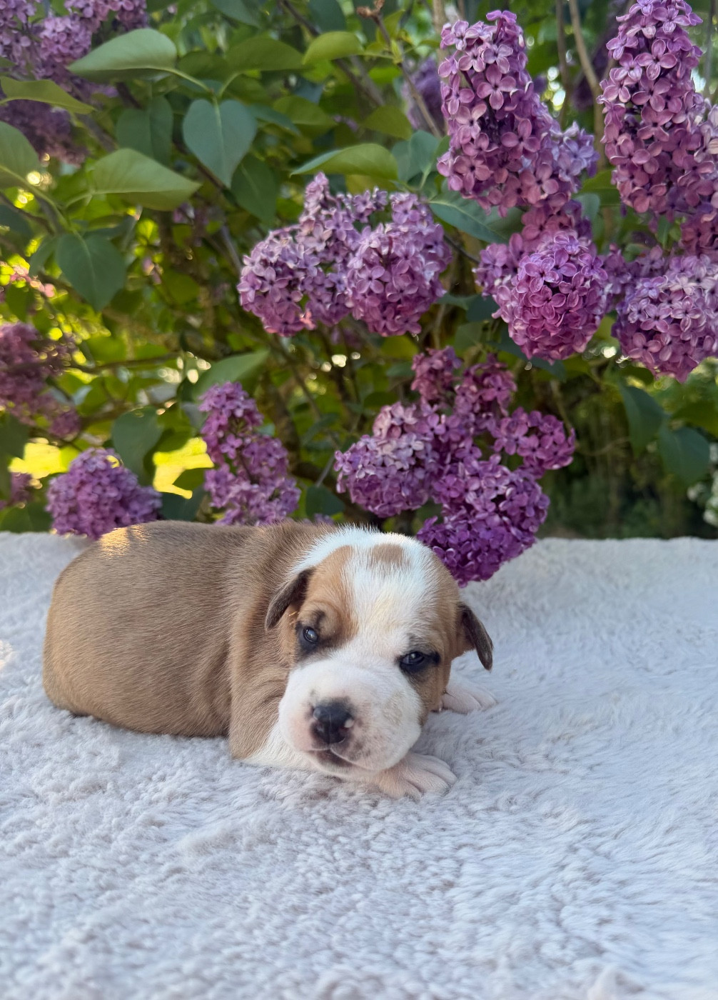 de Angel's of Carmine - Chiots disponibles - American Staffordshire Terrier
