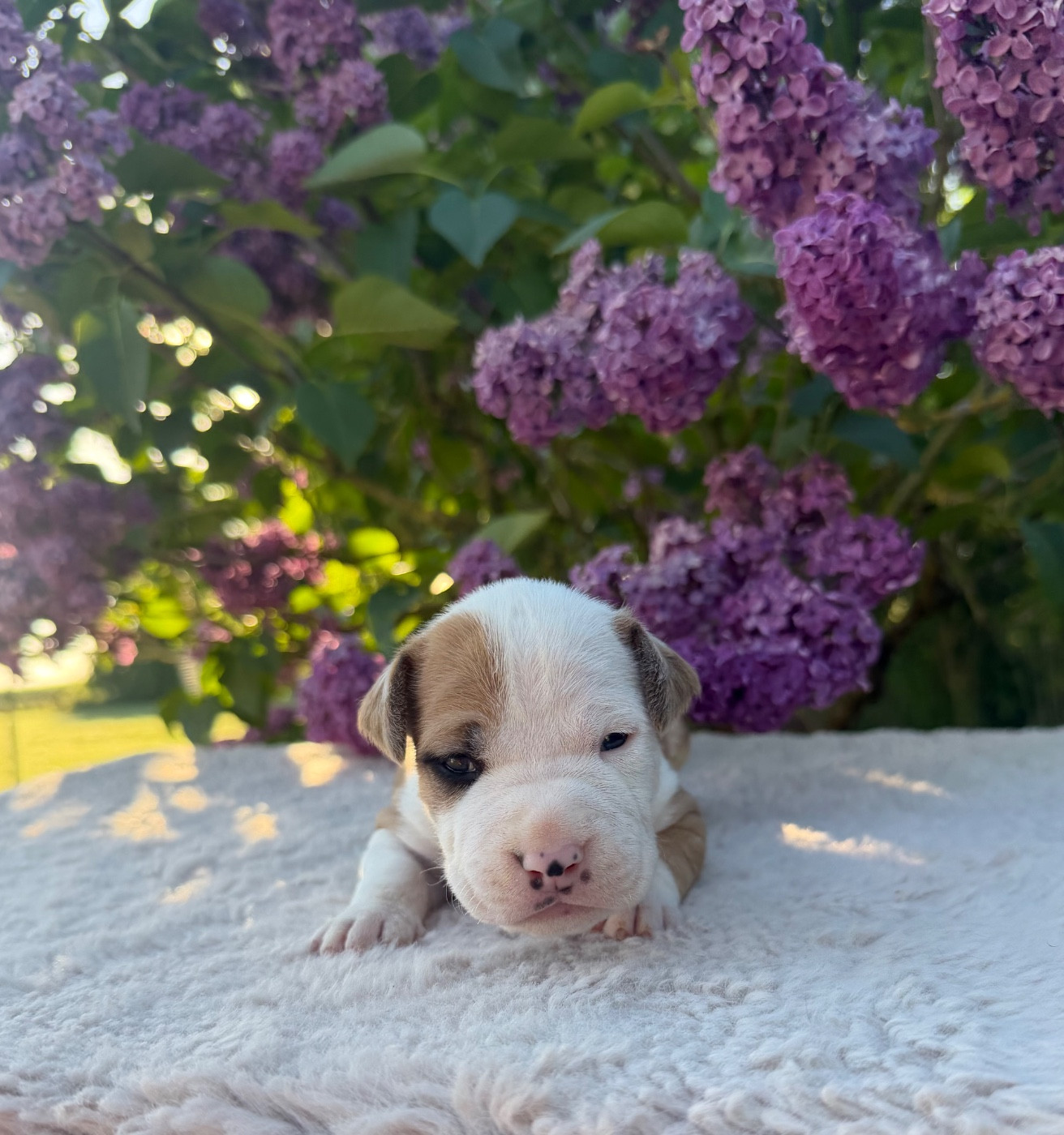 de Angel's of Carmine - Chiots disponibles - American Staffordshire Terrier
