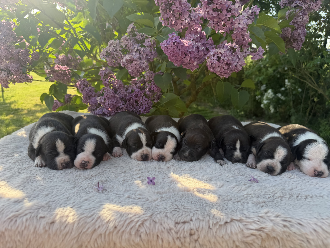 Chiot American Staffordshire Terrier de Angel's of Carmine