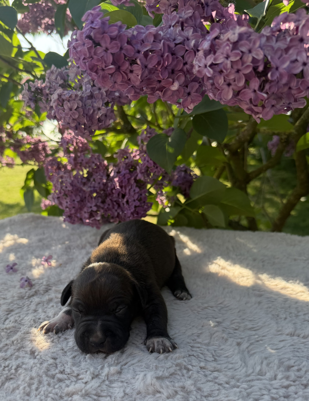 de Angel's of Carmine - Chiots disponibles - American Staffordshire Terrier