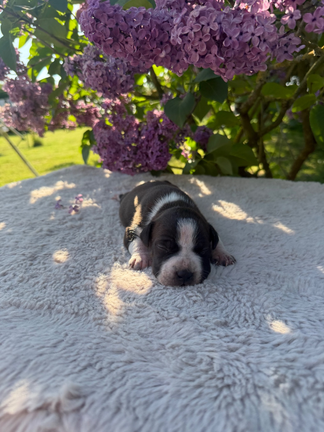 de Angel's of Carmine - Chiots disponibles - American Staffordshire Terrier