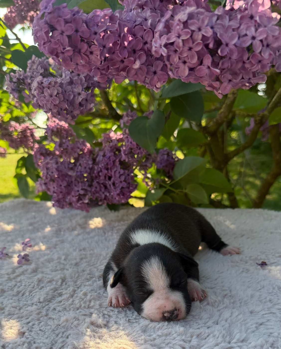 de Angel's of Carmine - Chiots disponibles - American Staffordshire Terrier