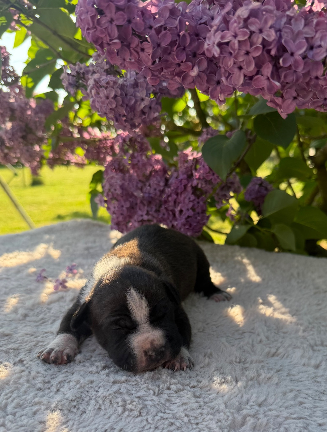 de Angel's of Carmine - Chiots disponibles - American Staffordshire Terrier