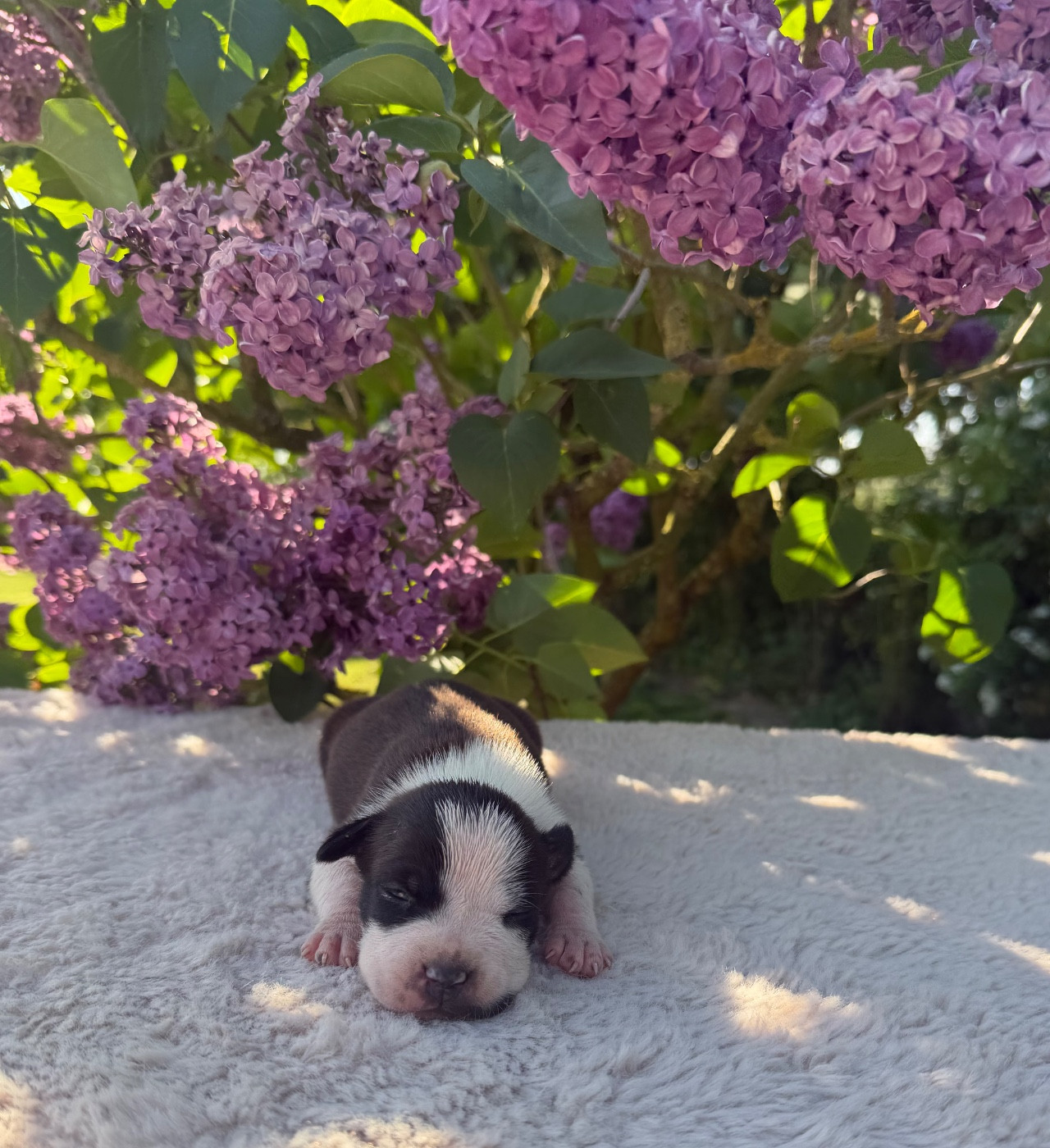 de Angel's of Carmine - Chiots disponibles - American Staffordshire Terrier