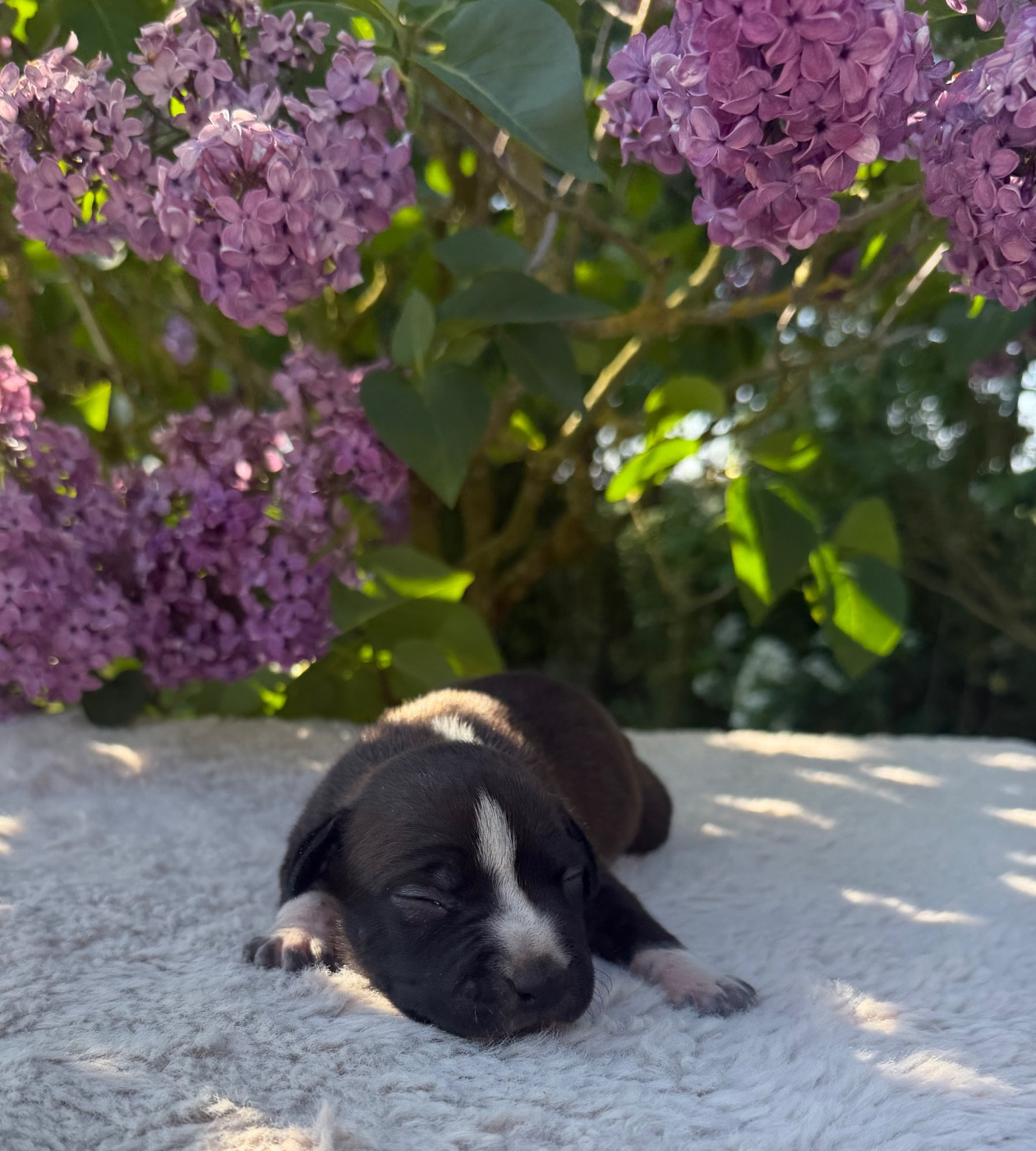 de Angel's of Carmine - Chiots disponibles - American Staffordshire Terrier