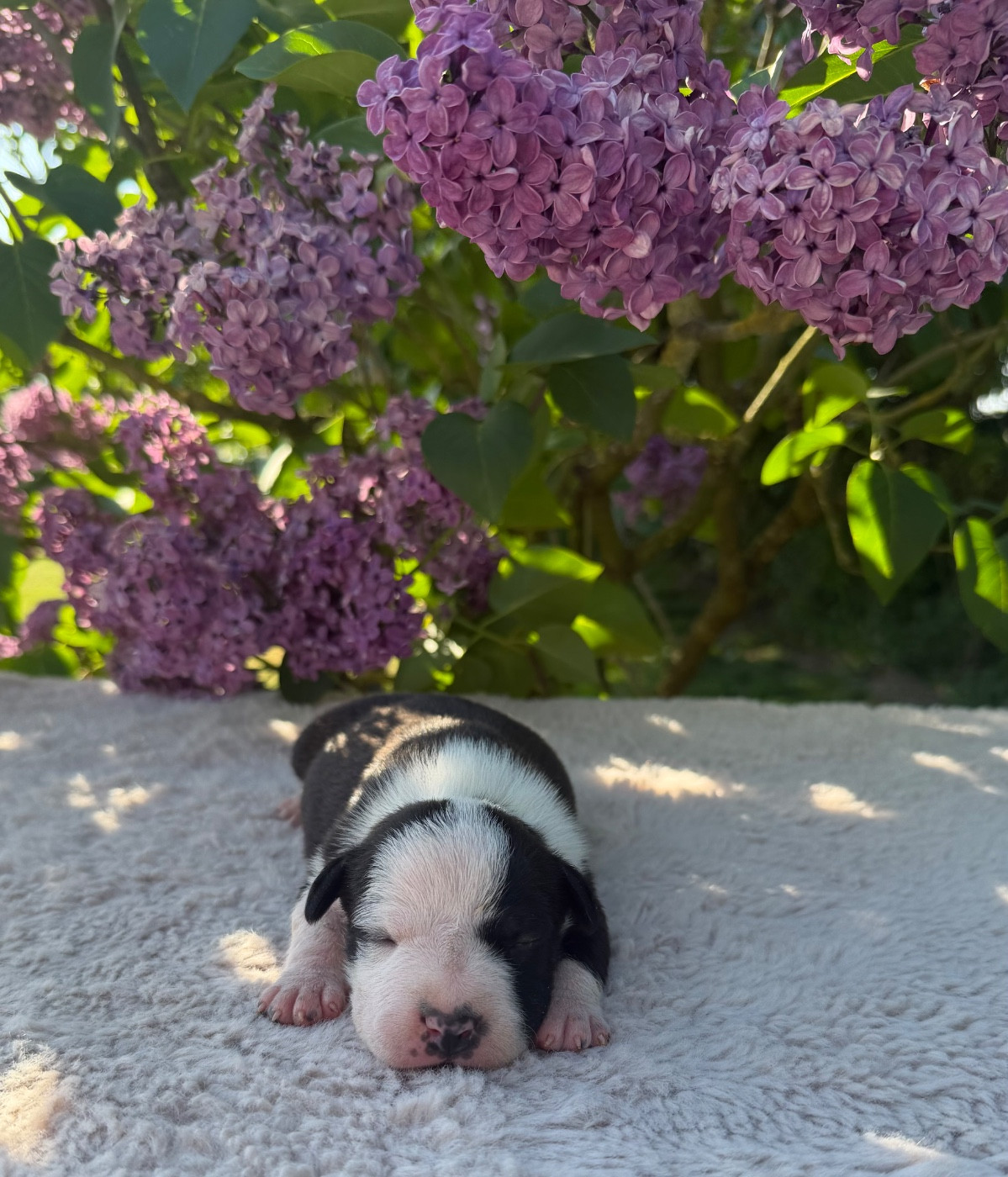 de Angel's of Carmine - Chiots disponibles - American Staffordshire Terrier