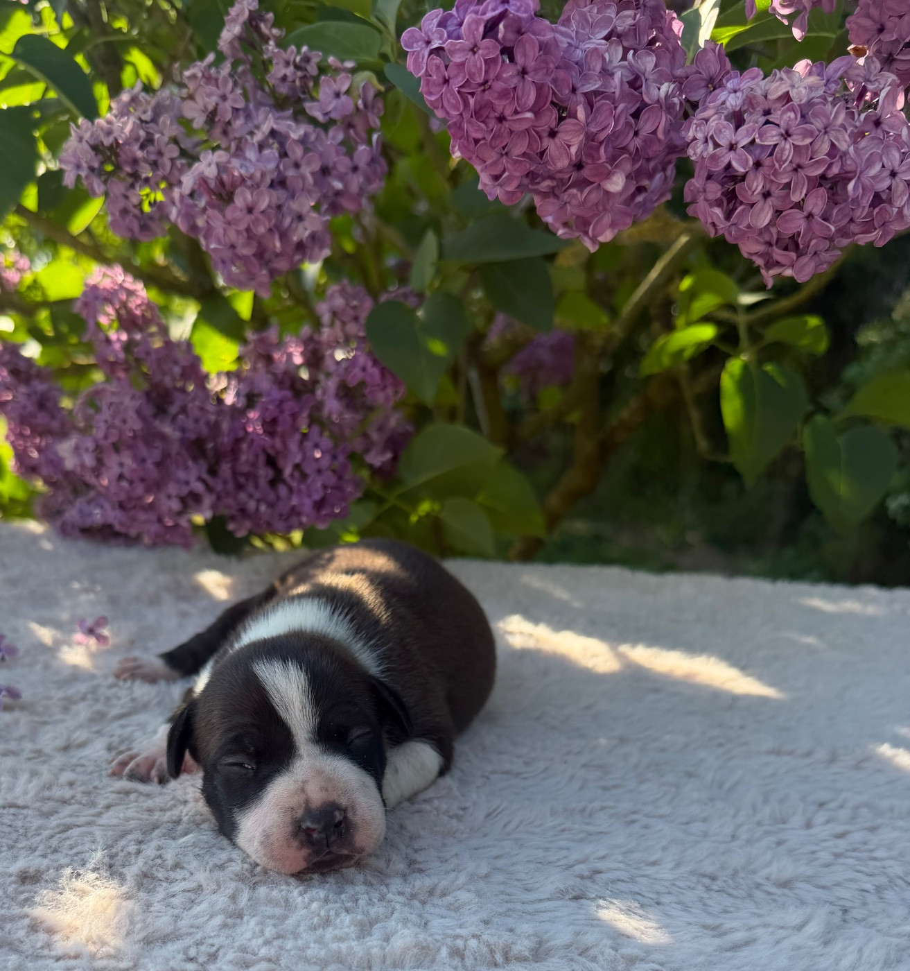 de Angel's of Carmine - Chiots disponibles - American Staffordshire Terrier