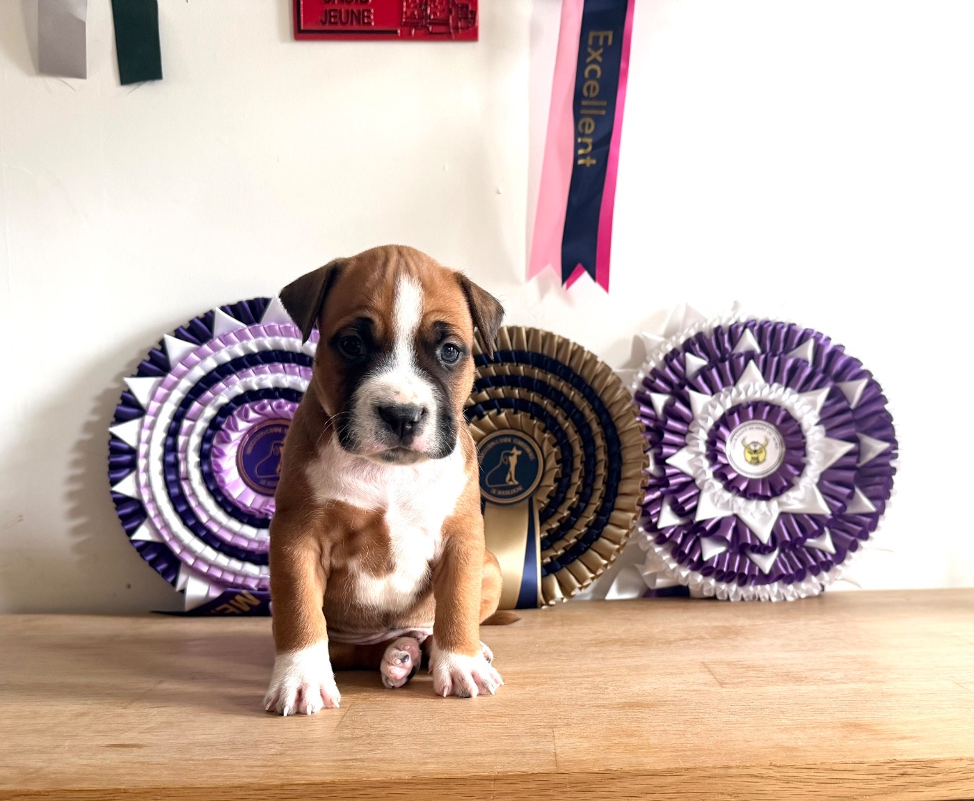 de Angel's of Carmine - Chiots disponibles - American Staffordshire Terrier