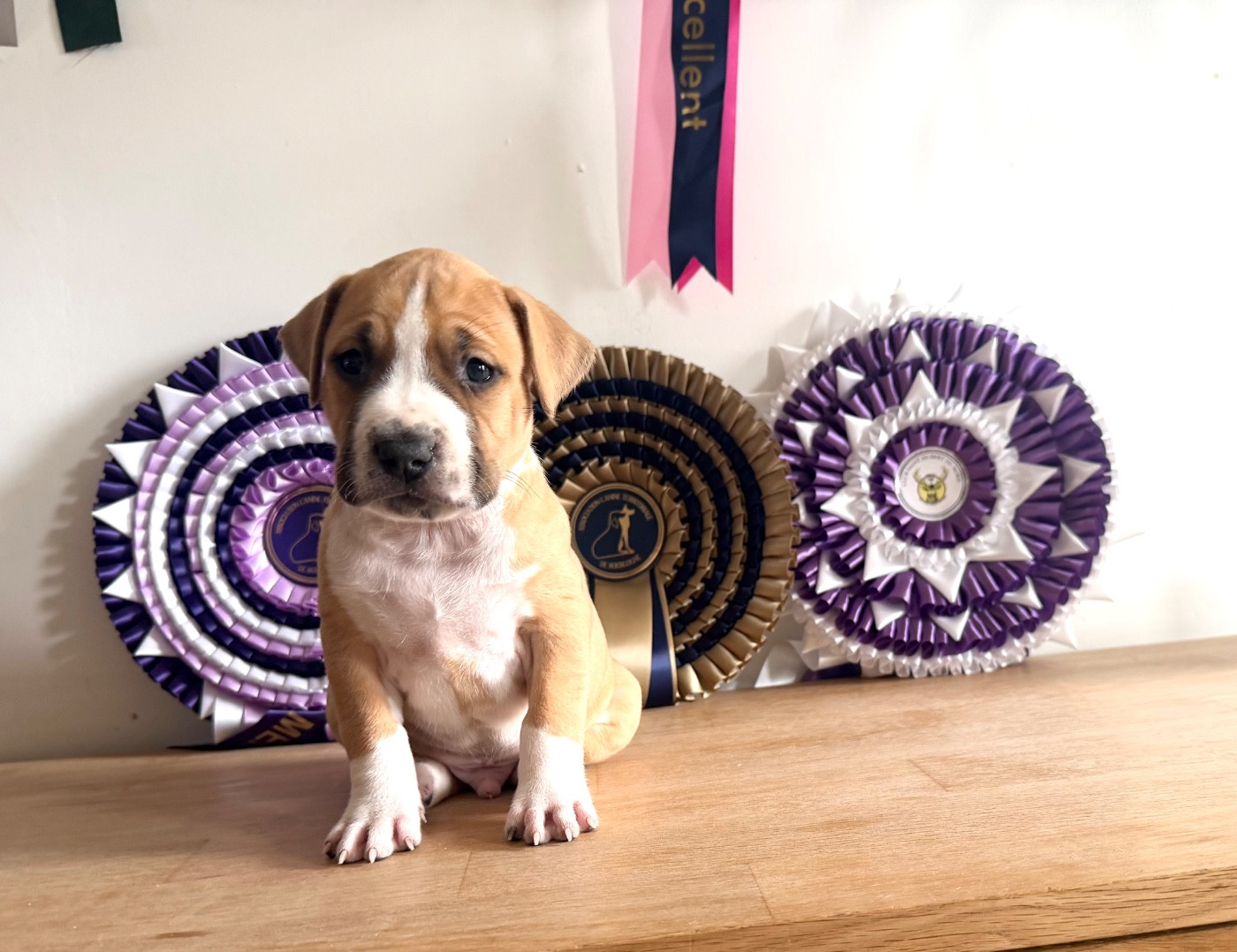 de Angel's of Carmine - Chiots disponibles - American Staffordshire Terrier